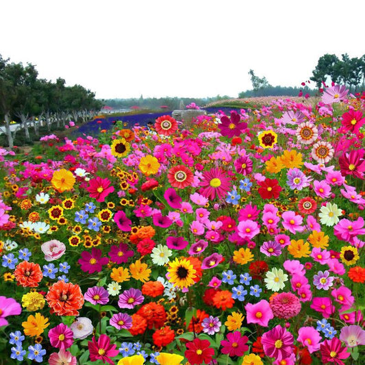 مزيج بذور الزهور البرية الساحرة